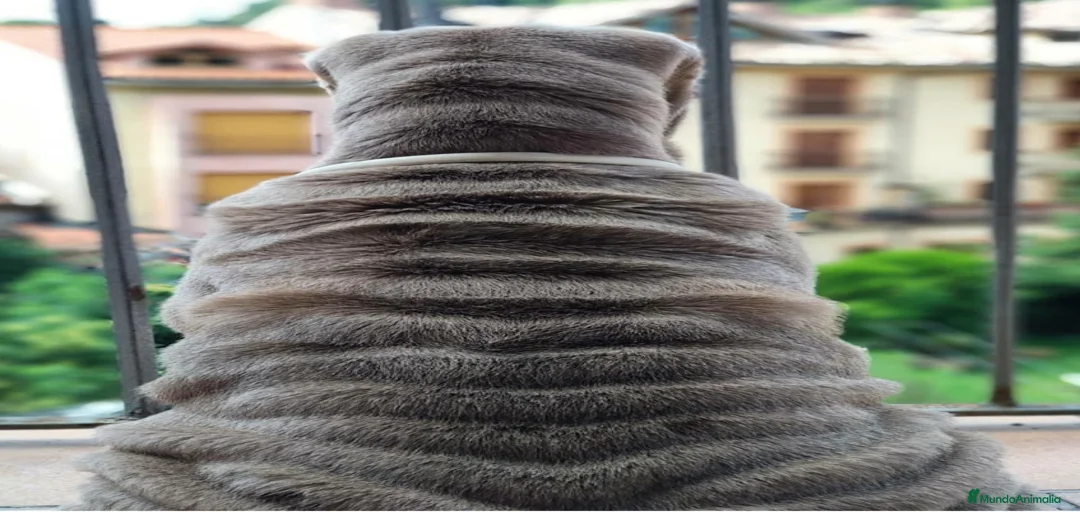 Imagen de galería {{count}}