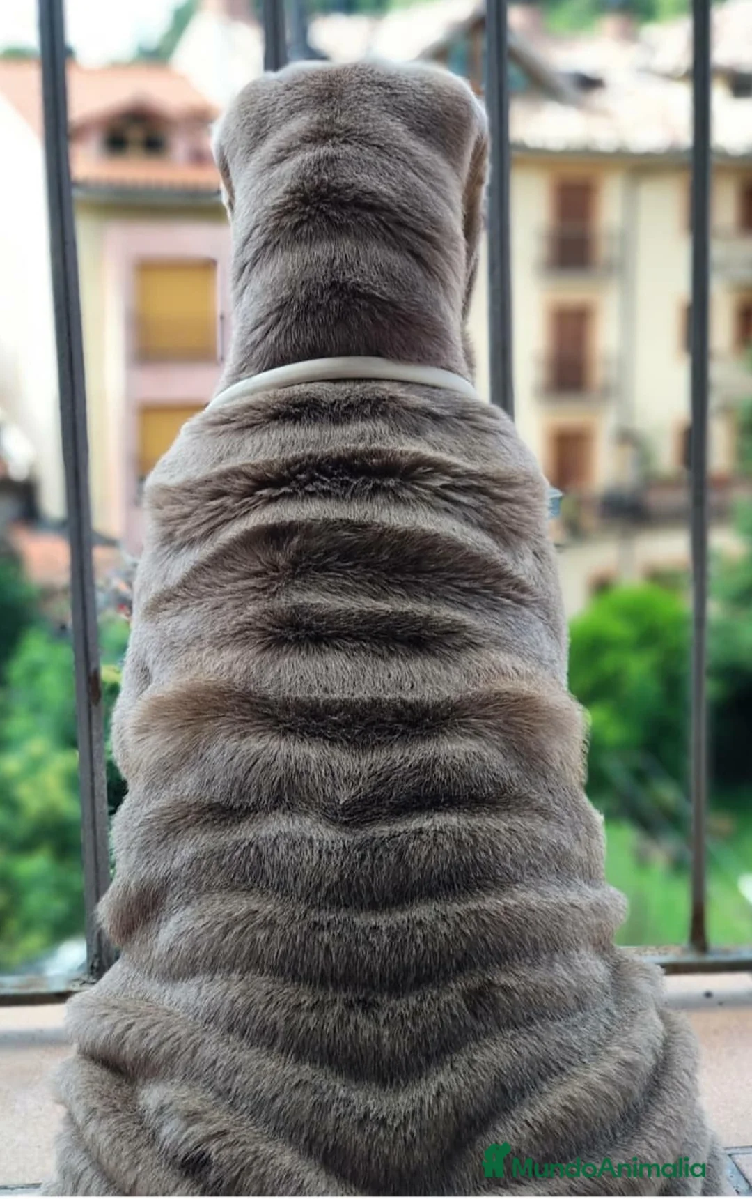 Imagen de galería {{count}}