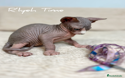 Sphynx gatos en venta: Sphynx - Imagen 10
