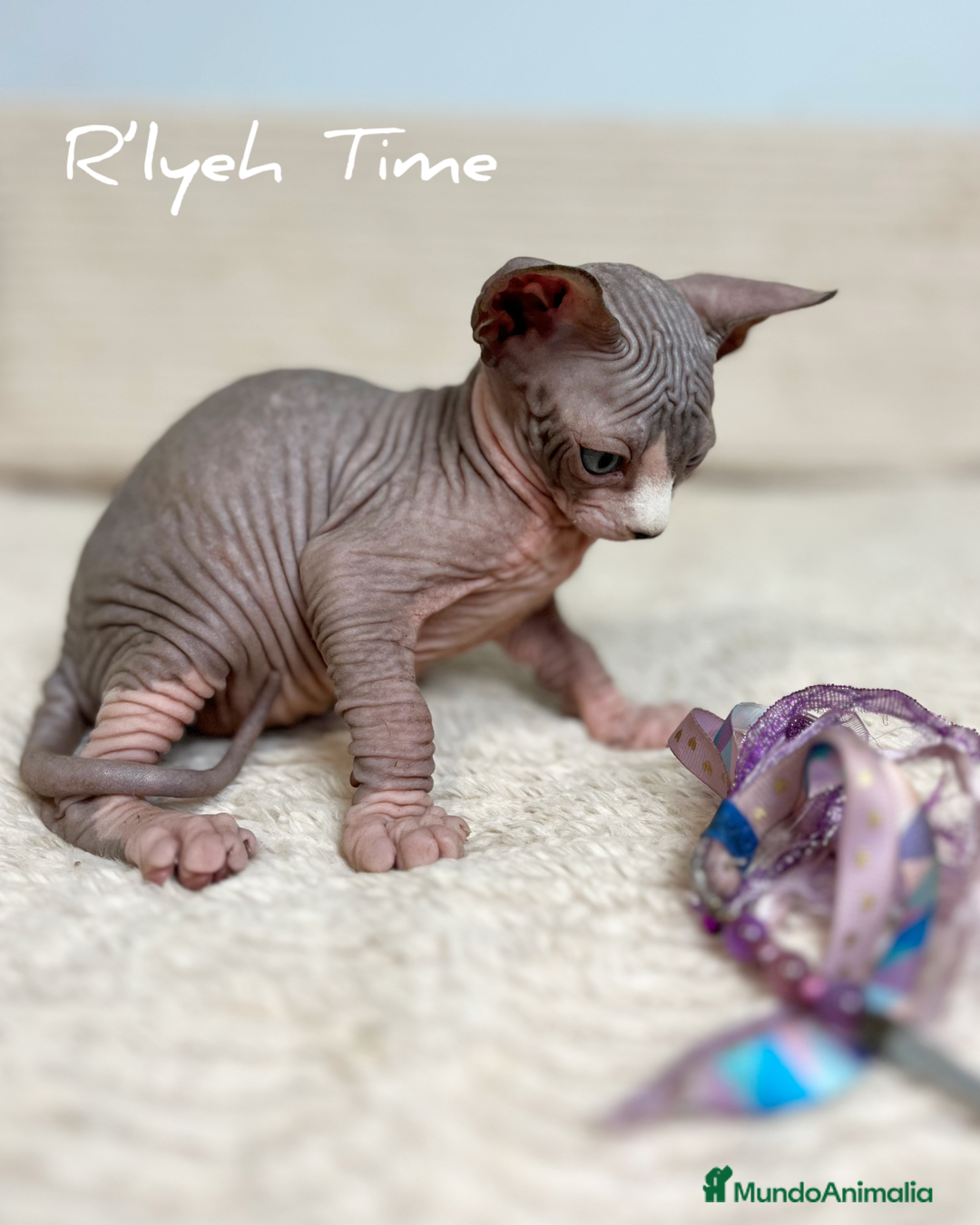 Sphynx gatos en venta: Sphynx - Imagen 10