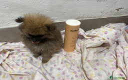 Pomerania perros en venta: Lulu pomerania mini toy  - Imagen 18