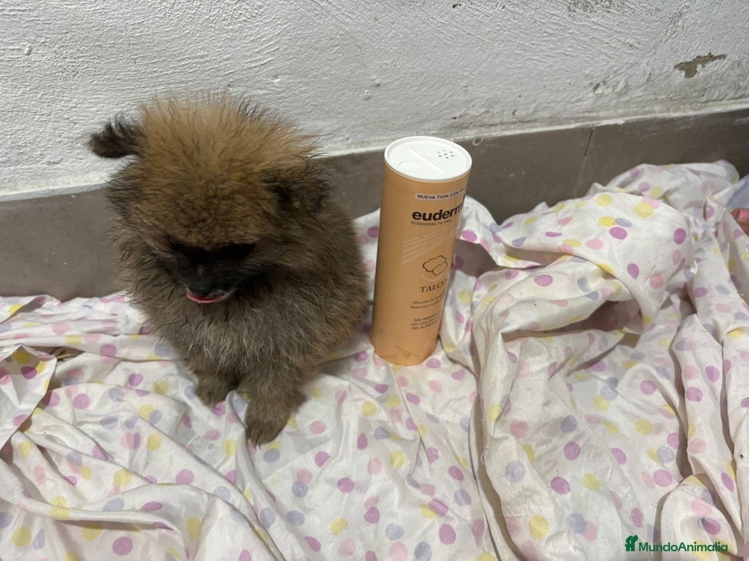 Pomerania perros en venta: Lulu pomerania mini toy  - Imagen 18