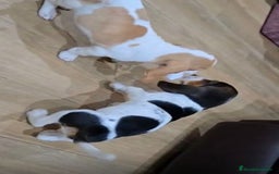 Basset Hound perros en venta: Preciosos sabuesos - Imagen 2