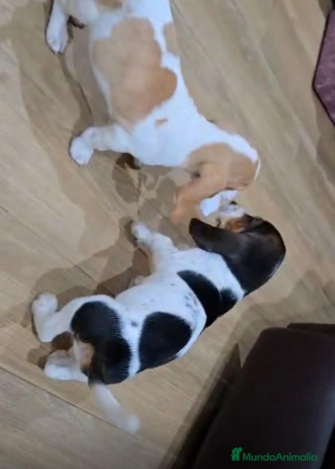 Basset Hound perros en venta: Preciosos sabuesos - Imagen 2