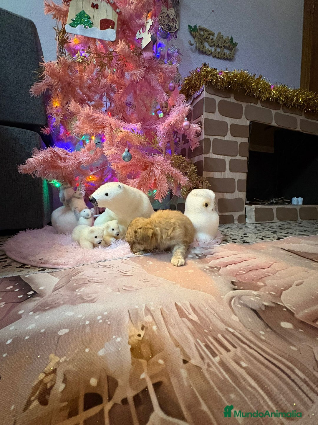 Chihuahua perros en venta: Chihuahua toy pelo largo  - Anuncio 11