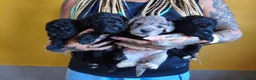 Raza Mixta perros en venta: FOODLE FOX TERRIER CON CANICHE - Anuncio 2