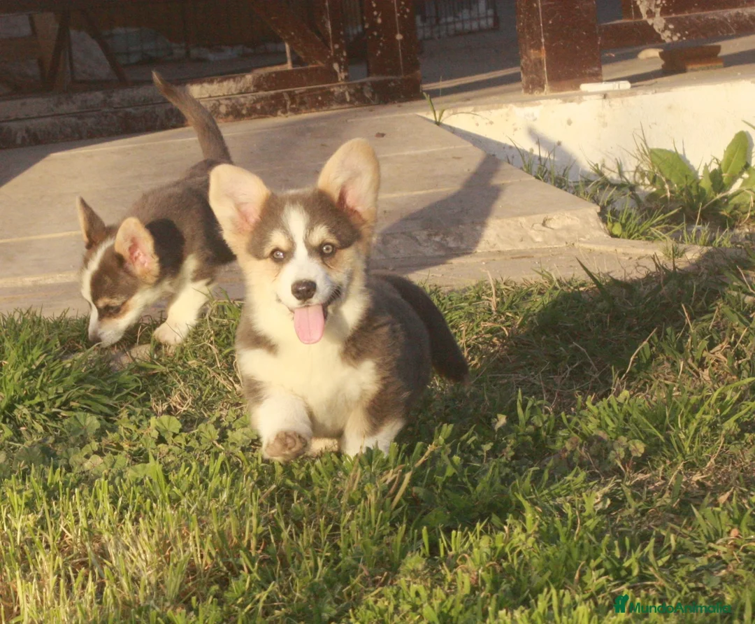 Welsh Corgi Pembroke perros en venta: Corgi blue  - Anuncio 5