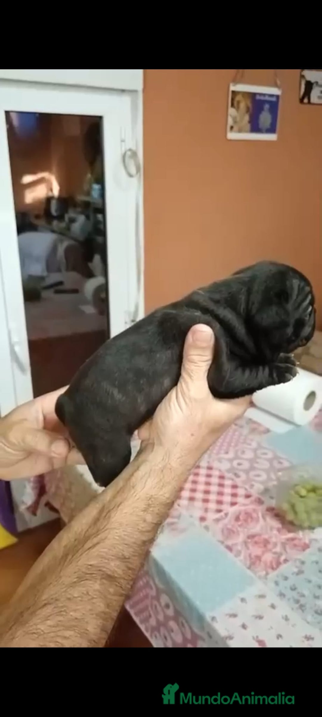 Bulldog Francés perros en venta: Bulldog francés  - Imagen 5