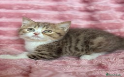 Británico de Pelo Corto gatos en venta: Precioso machito bicolor chocolate  - Imagen 2
