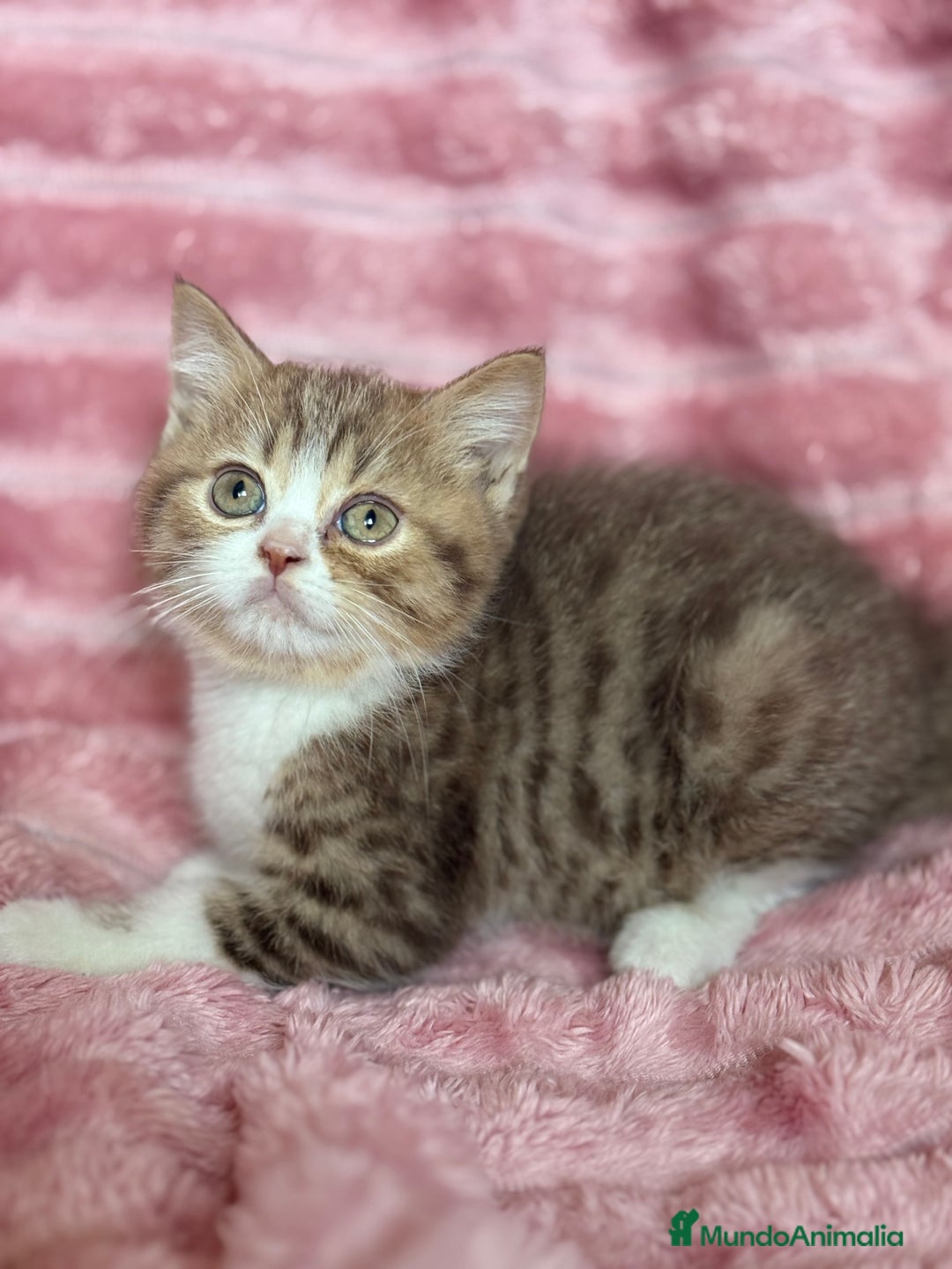 Británico de Pelo Corto gatos en venta: Precioso machito bicolor chocolate  - Imagen 2