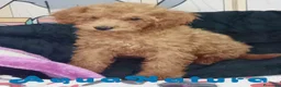Caniche Enano perros en venta: Caniche Macho de Camila y Can 6158 - AQUANATURA en Barcelona - Anuncio 4