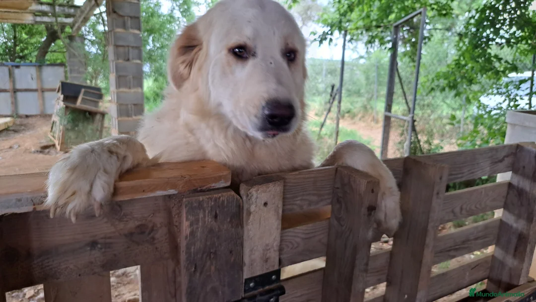 Perro de Montaña de los Pirineos perros en adopcion: Montaña del Pirineo en adopción en Girona - Anuncio 1