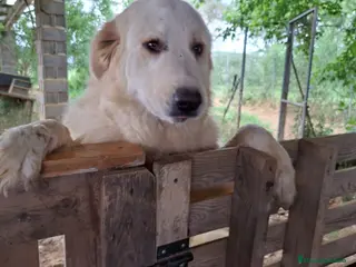 Perro de Montaña de los Pirineos perros Montaña del Pirineo en adopción - Anuncio 21