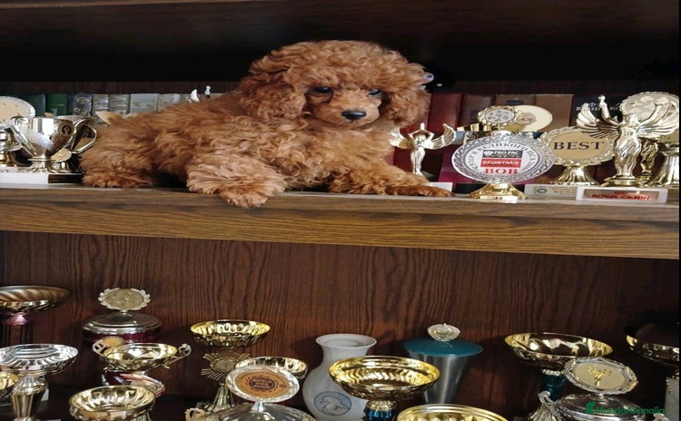 Caniche Toy perros - Propaganda 1