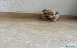 Yorkshire Terrier perros en venta: YORSHIRE - Imagen 15