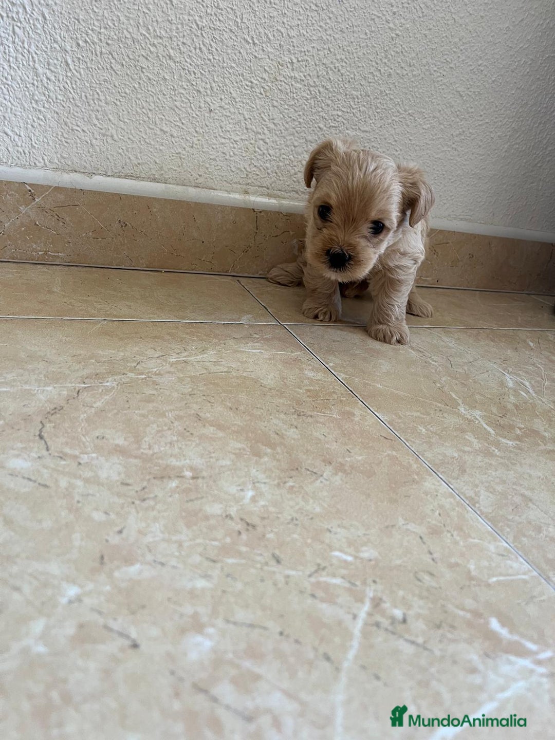 Yorkshire Terrier perros en venta: YORSHIRE - Imagen 15