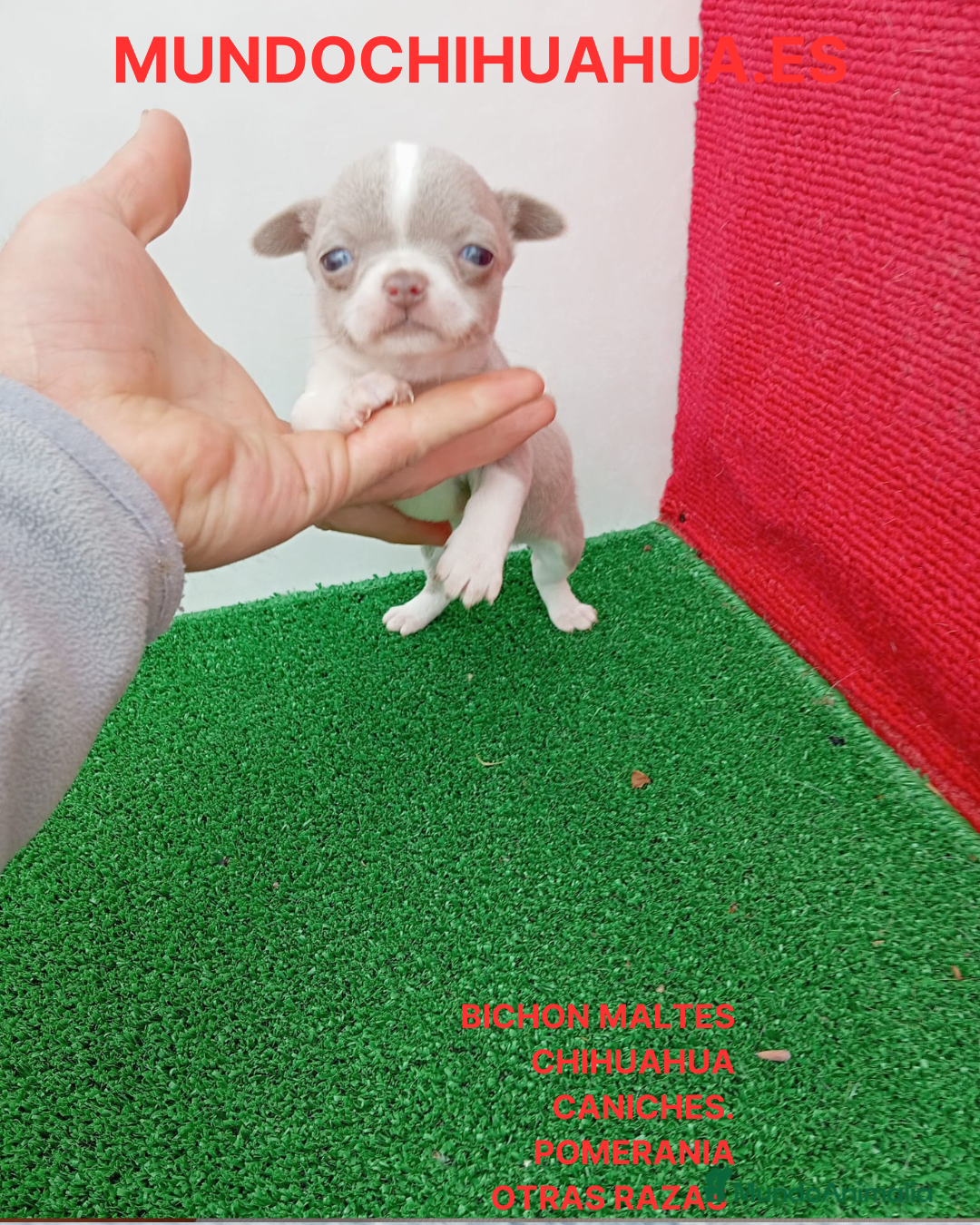 Chihuahua perros PRECIOSOS CHIHUAHUA RUSO Y ASIÁTICO  - Anuncio 1