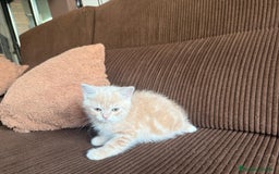 Británico de Pelo Corto gatos en venta: Gatcot.com - Imagen 3