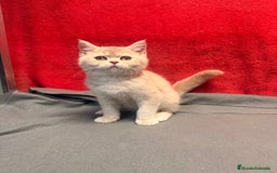 Británico de Pelo Corto gatos en venta: Monísima British Golden  - Imagen 6