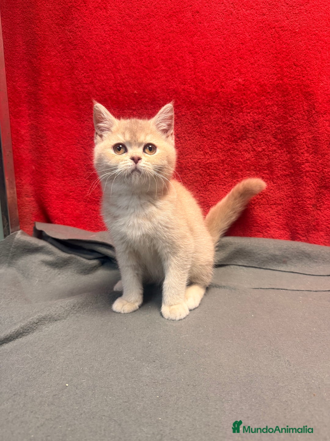 Británico de Pelo Corto gatos en venta: Monísima British Golden  - Imagen 6