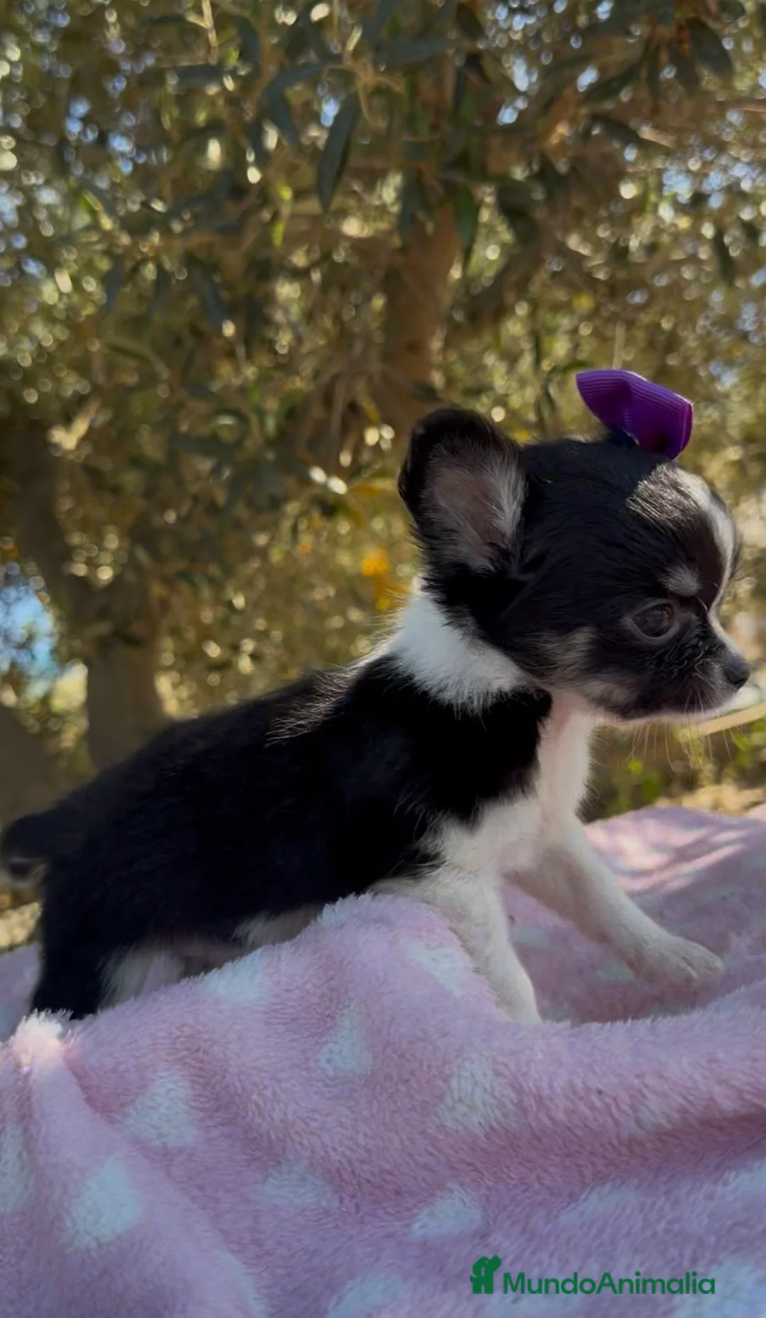 Chihuahua perros en venta: Chihuahua  - Anuncio 2