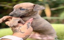 Pequeño Lebrel Italiano perros en venta: Piccolo italiano atigrado - Anuncio 2