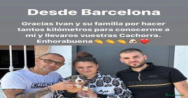 American Staffordshire-Terrier perros - Anuncio 3
