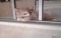 Highland Straight gatos en venta: Scottish straight  - Imagen 2