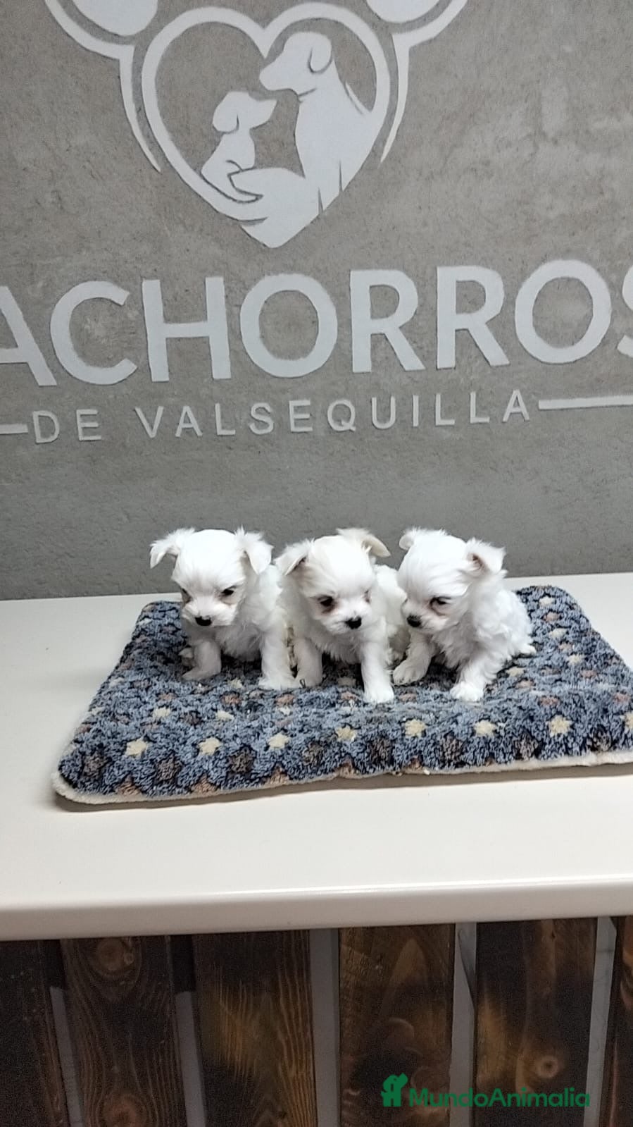 Bichón Maltés perros Bichón maltés  - Anuncio 2