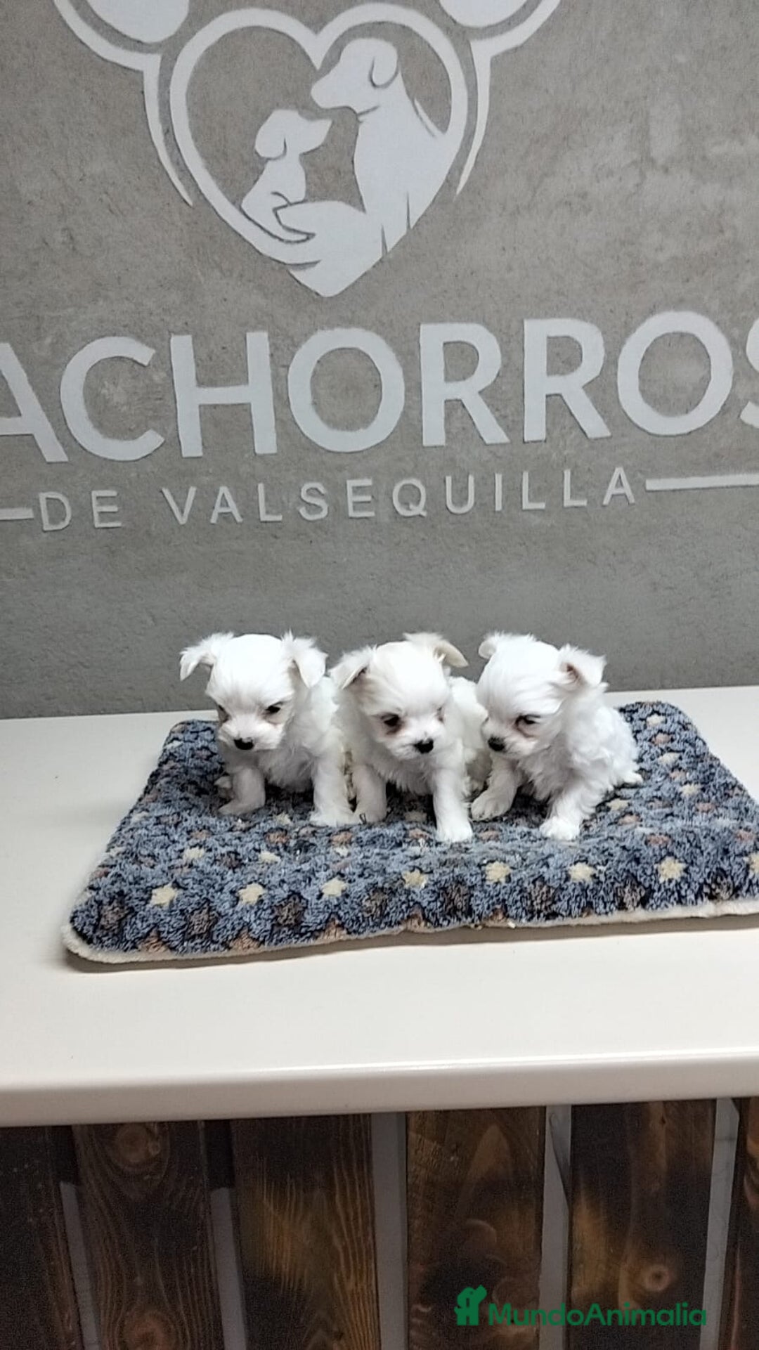 Bichón Maltés perros en venta: Bichón maltés  - Anuncio 2