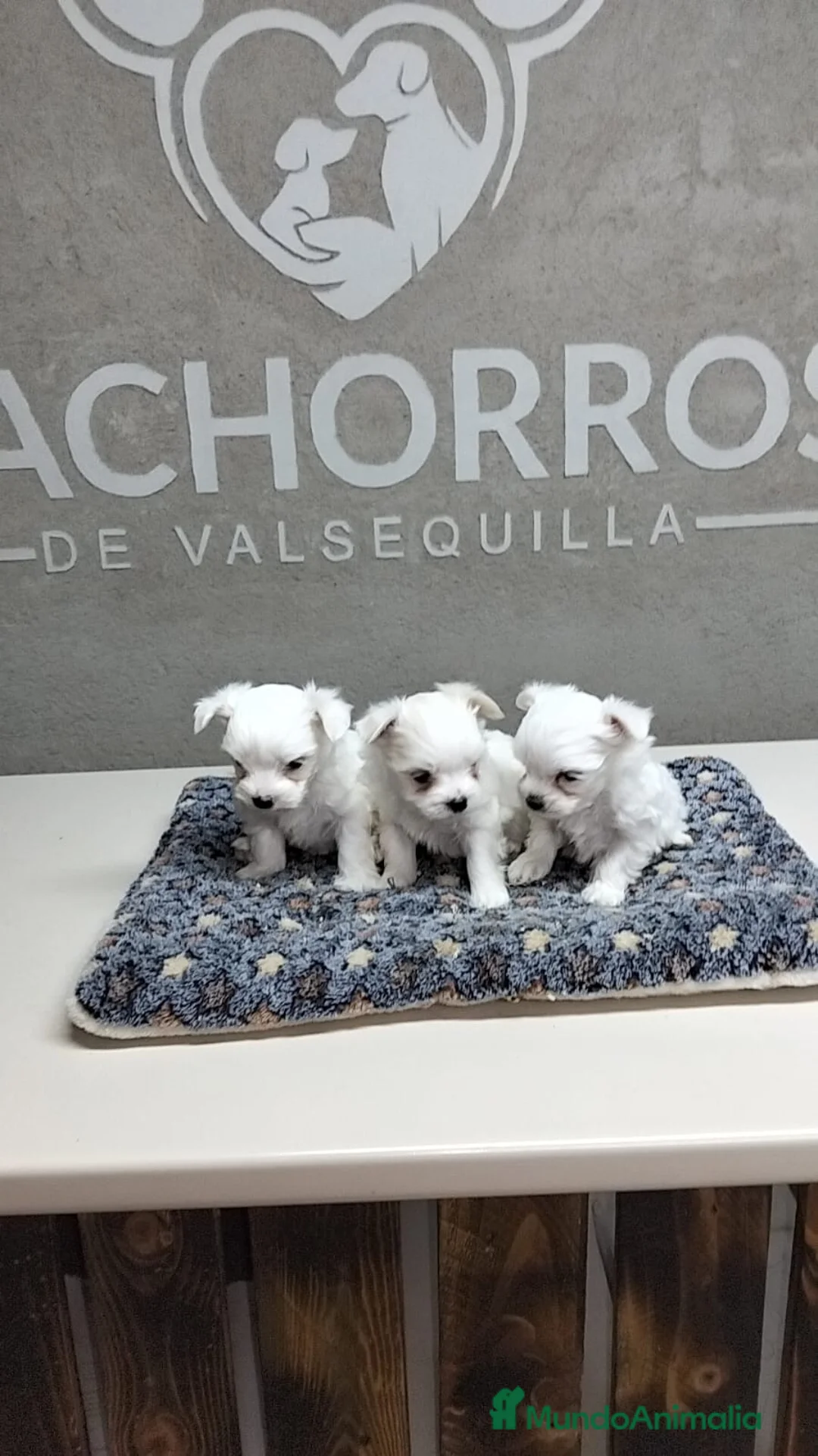 Bichón Maltés perros en venta: Bichón maltés  - Anuncio 2