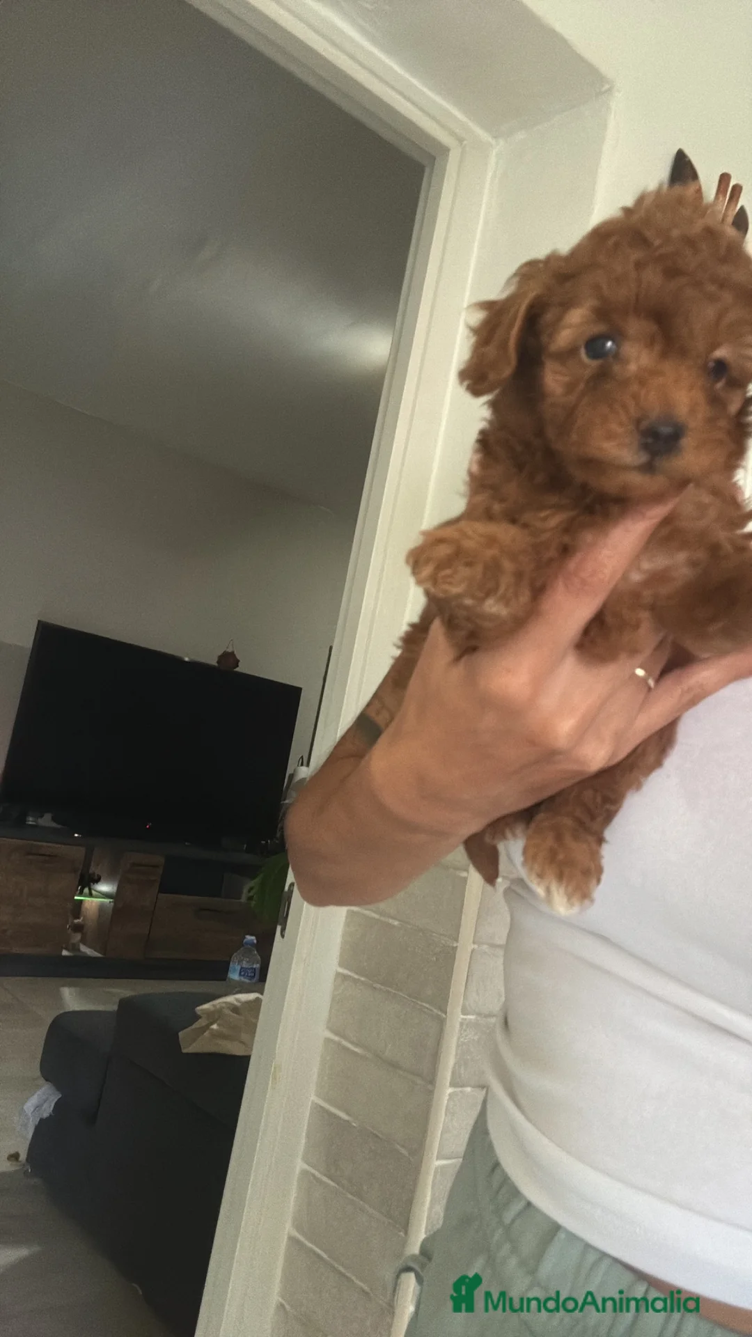 Caniche Toy perros en venta: Caniche Toy  - Anuncio 1