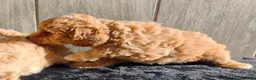 Raza Mixta perros en venta: CANICHE ENANO - Anuncio 2
