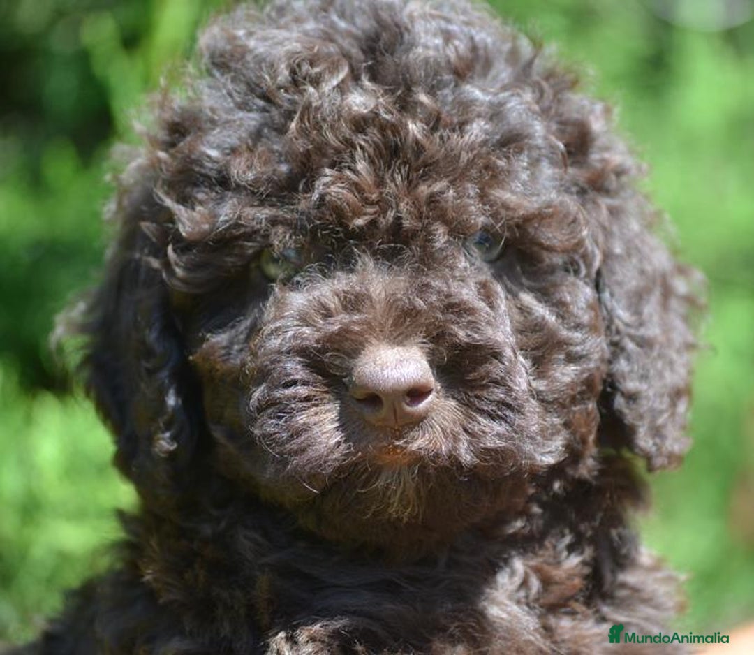 Perro de Agua Español perros en venta: cachorro macho perro de agua español - Imagen 1
