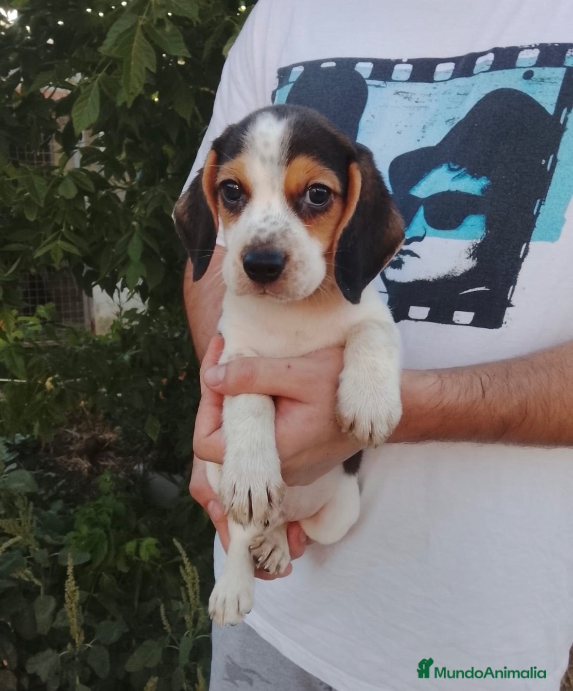 Beagle perros Beagle disponible 🐶🔥🐾 - Anuncio 1