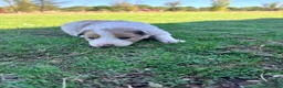 Border Collie perros en venta: Border Collie - Anuncio 15