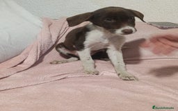 Raza Mixta perros en venta: Labrador con podenco - Imagen 2