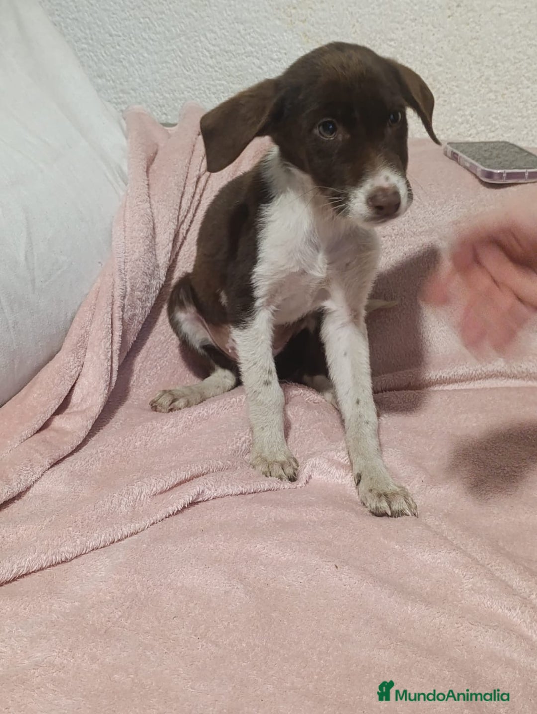 Raza Mixta perros en venta: Labrador con podenco - Imagen 2