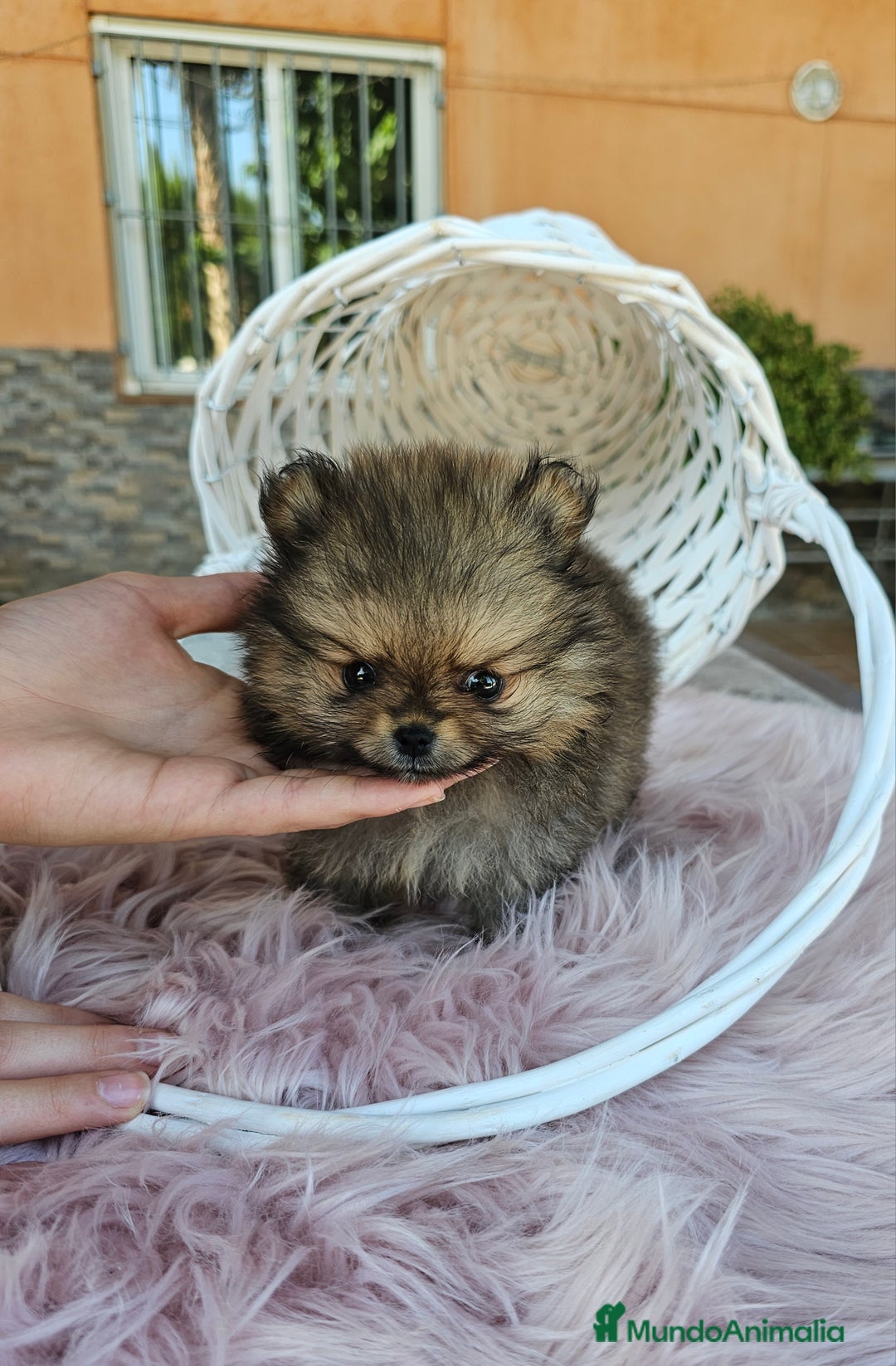 Pomerania perros en venta: Lulú de pomerania miniatura  - Imagen 9