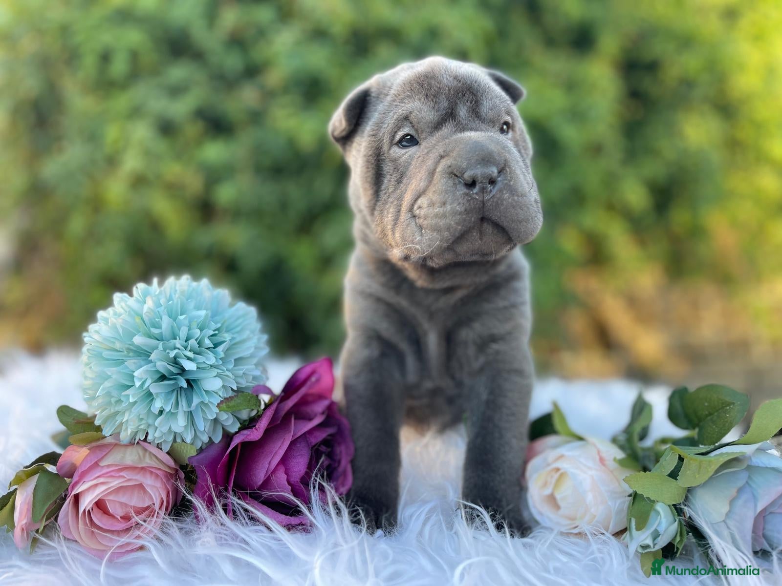 Shar Pei perros LOS BEBES SAHR PEI MAS BONITOS en Málaga - Anuncio 2