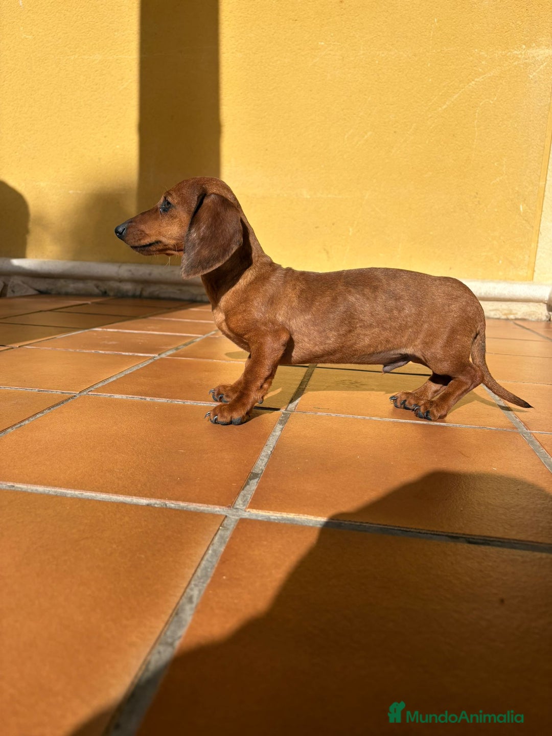 Teckel perros en venta: Teckel kaninchen merle chocolate diluido - Anuncio 4