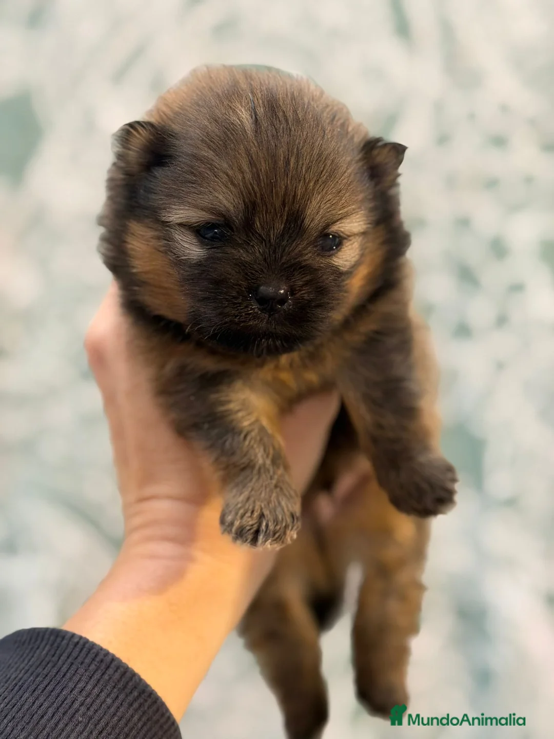 Pomerania perros en venta: POMERANIA - Anuncio 4