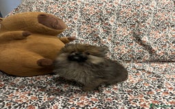 Pomerania perros en venta: Lulu pomerania mini toy - Imagen 7
