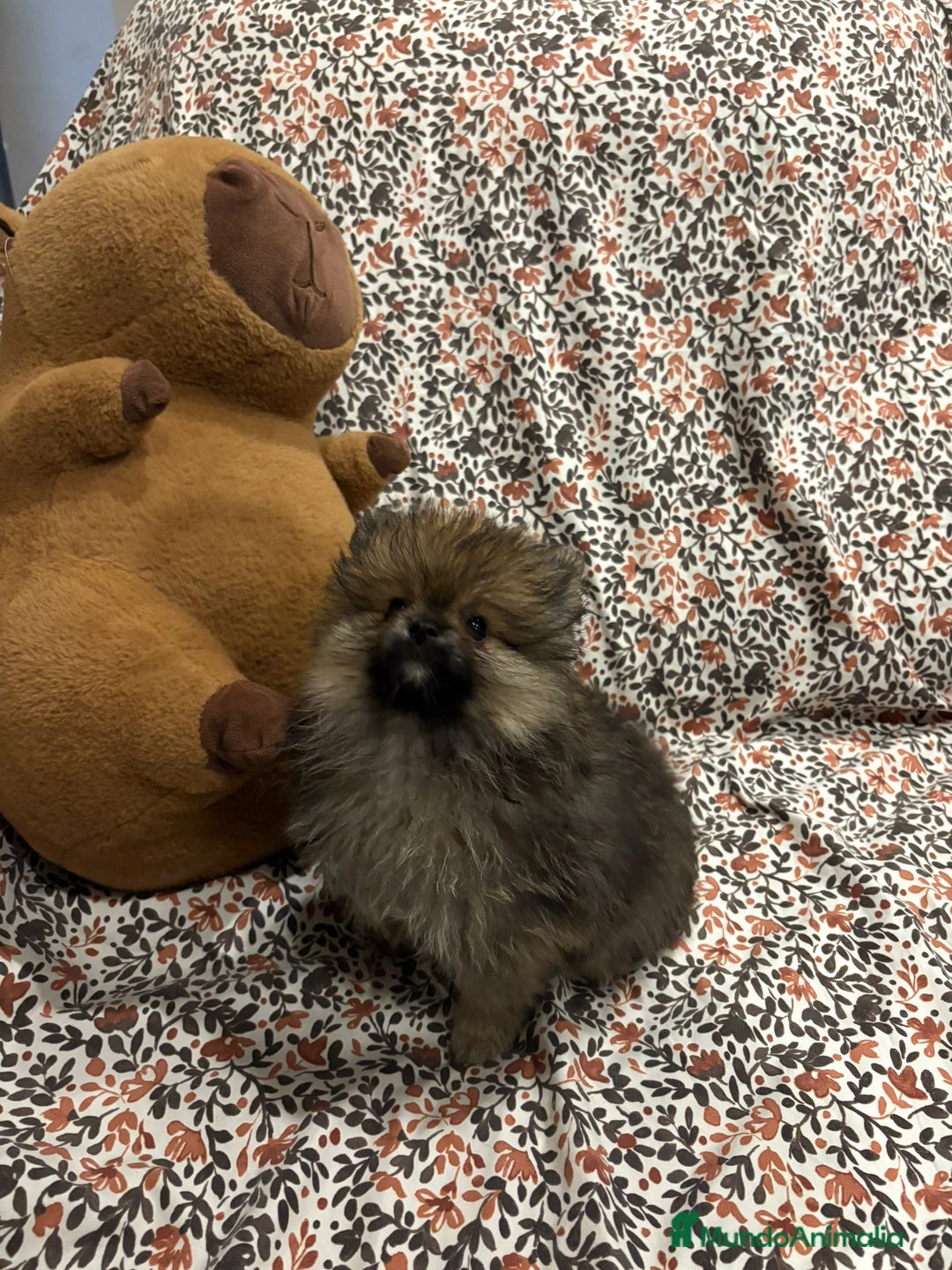 Pomerania perros en venta: Lulu pomerania mini toy - Imagen 7