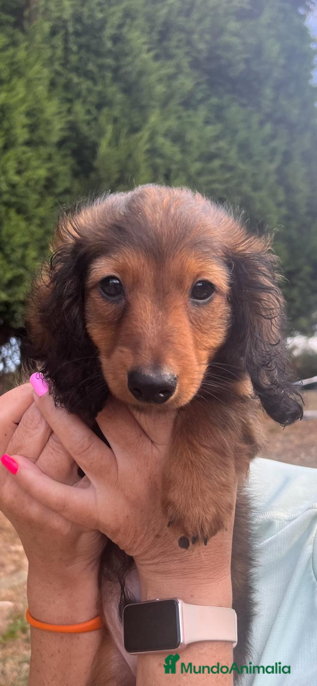 Teckel Miniatura perros en venta: Teckel miniatura pelo largo  - Imagen 4