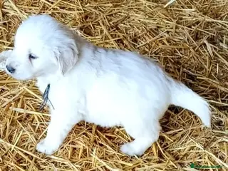 Golden Retriever perros Espectacular camada de golden retriever - Anuncio 2