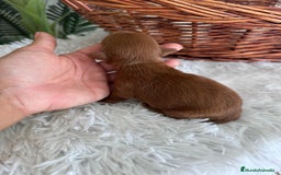 Maltipoo perros en venta: MALTIPOO ROJO MACHO - Imagen 6