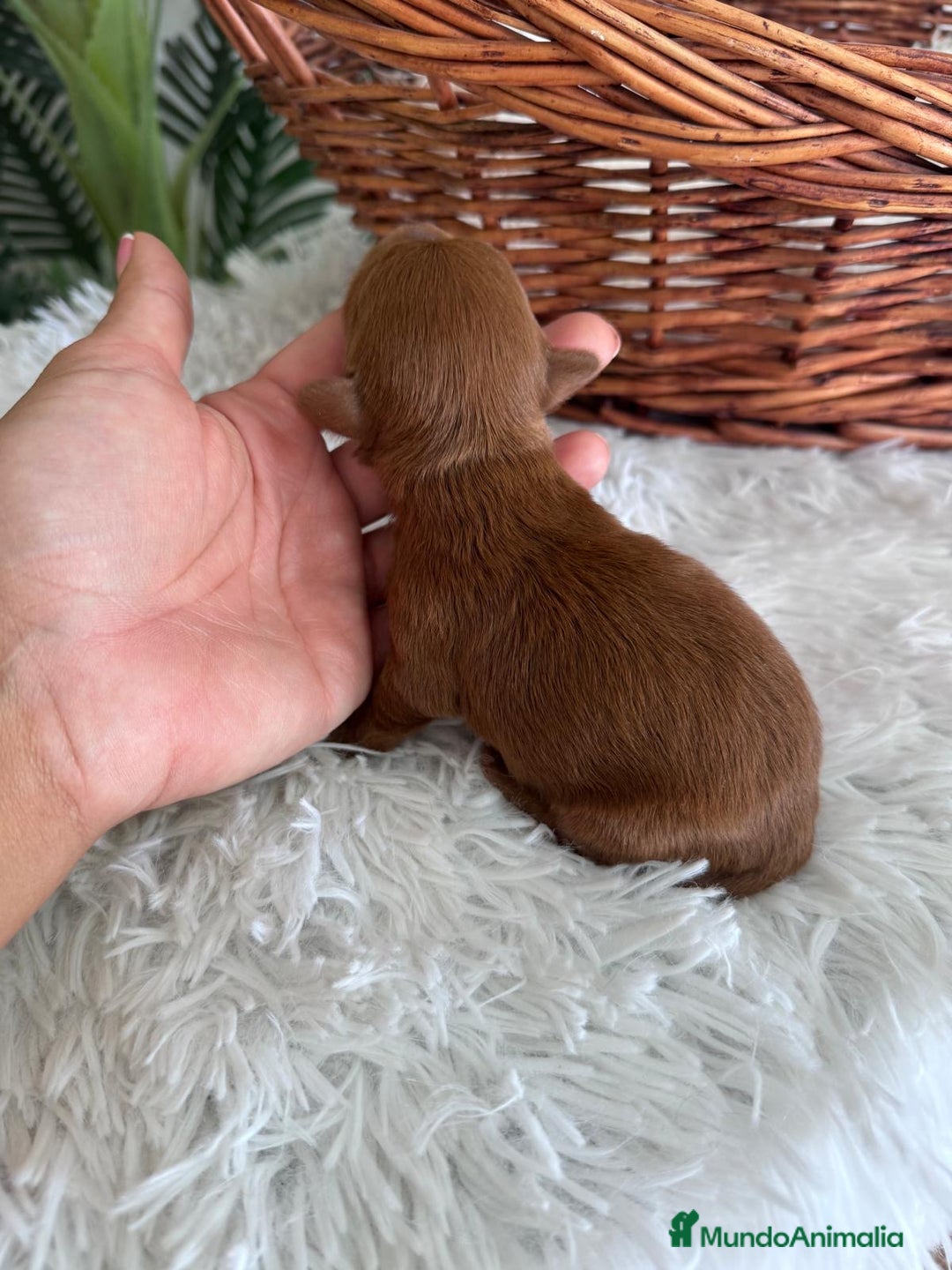 Maltipoo perros en venta: MALTIPOO ROJO MACHO - Imagen 6