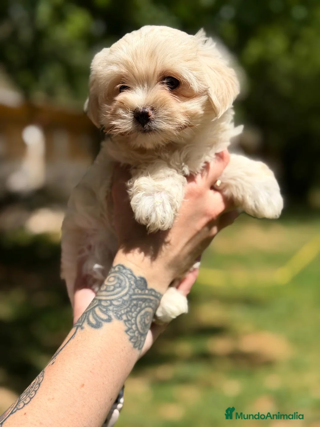 Bichón Maltés perros en venta: BICHON MALTES HEMBRAS - Anuncio 7