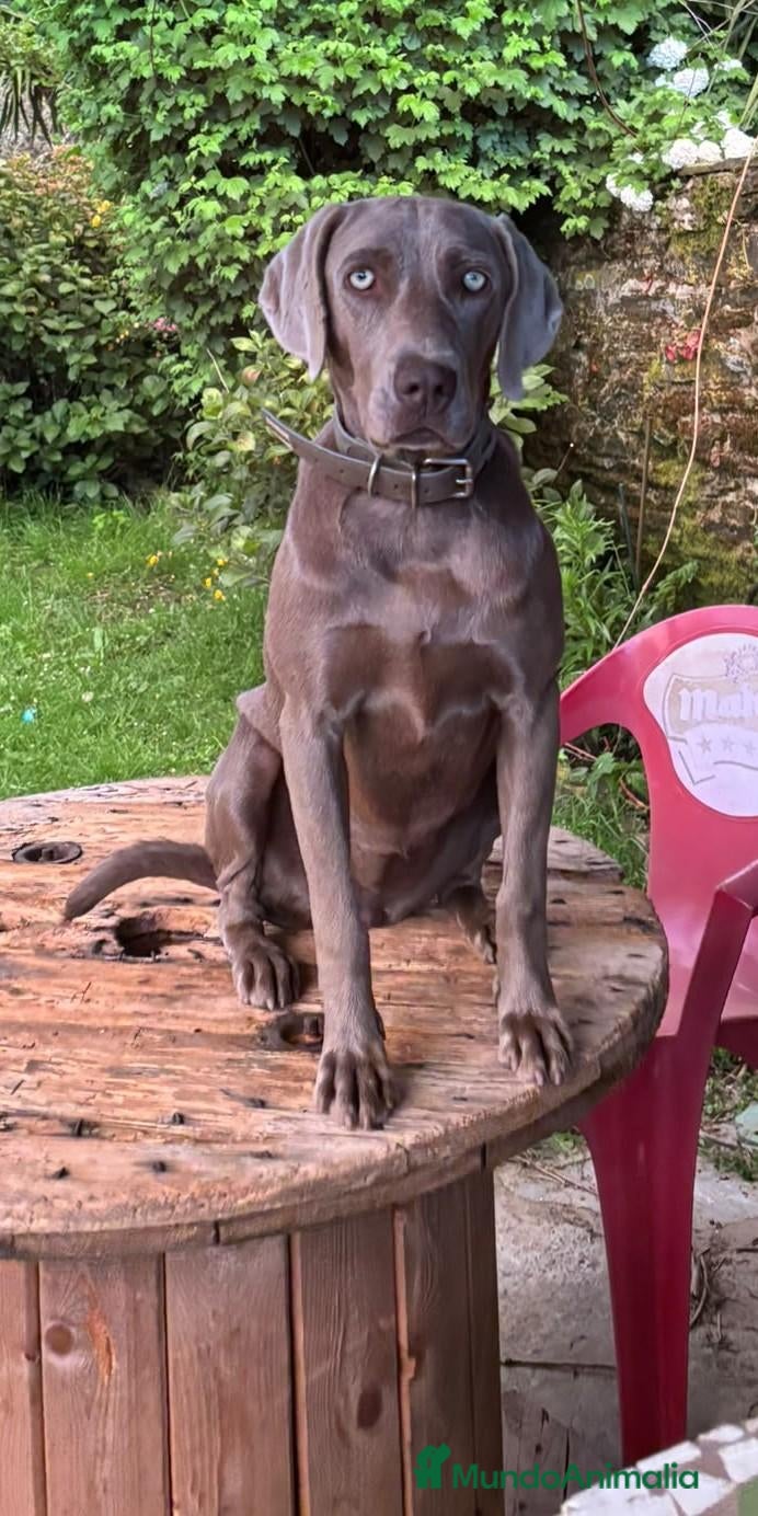 Weimaraner perros Braco de Weimar - Anuncio 1